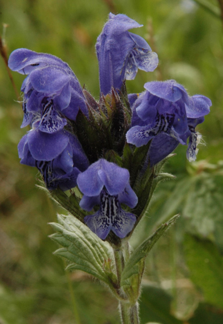 Изображение особи Dracocephalum grandiflorum.