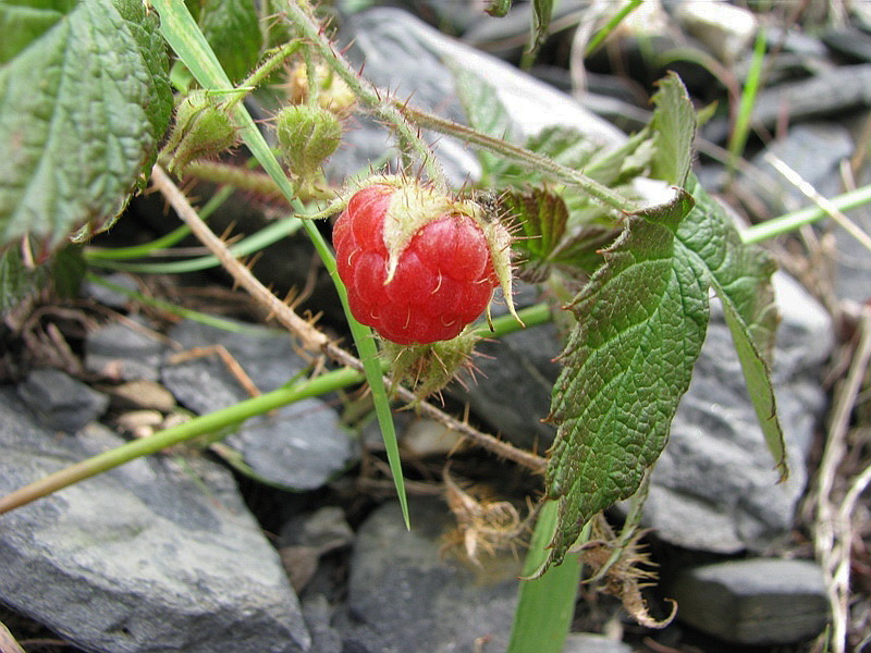 Image of Rubus matsumuranus specimen.