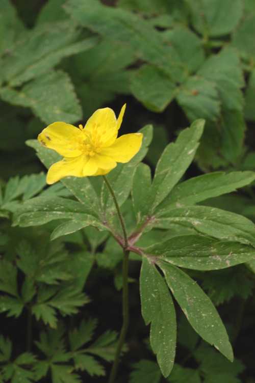 Image of Anemone ranunculoides specimen.