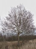 Populus tremula