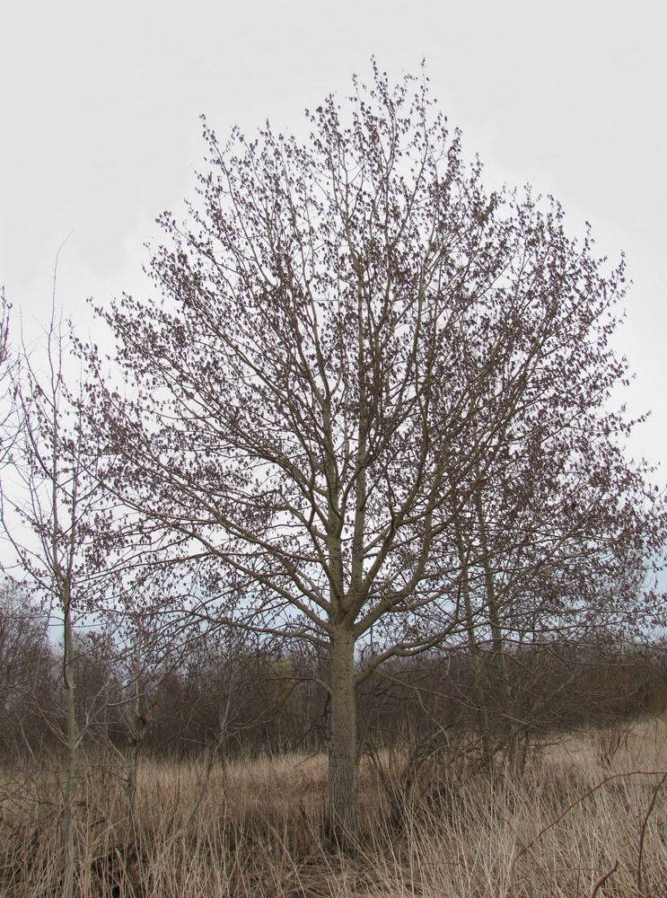 Изображение особи Populus tremula.