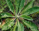 Verbascum lychnitis