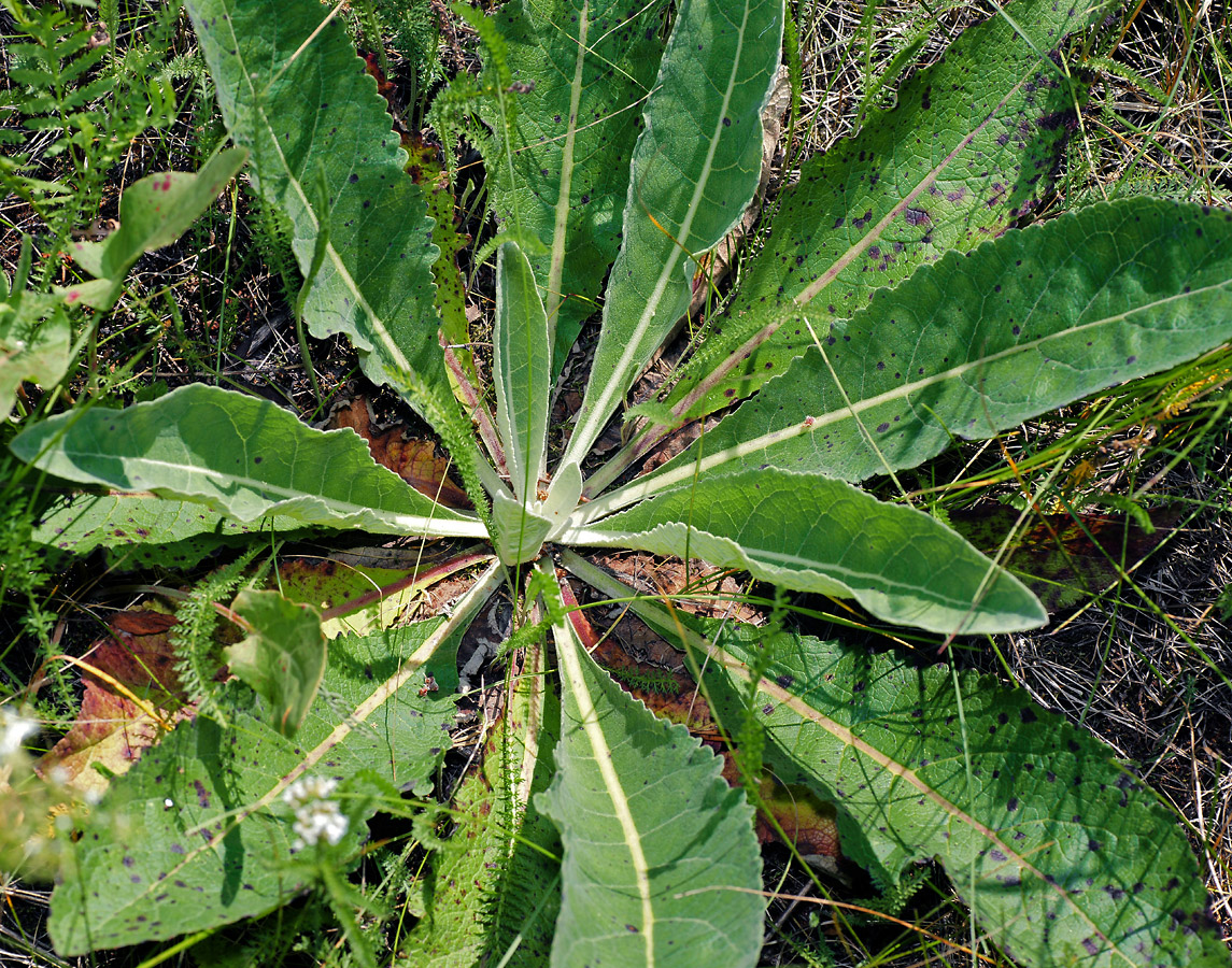 Image of Verbascum lychnitis specimen.