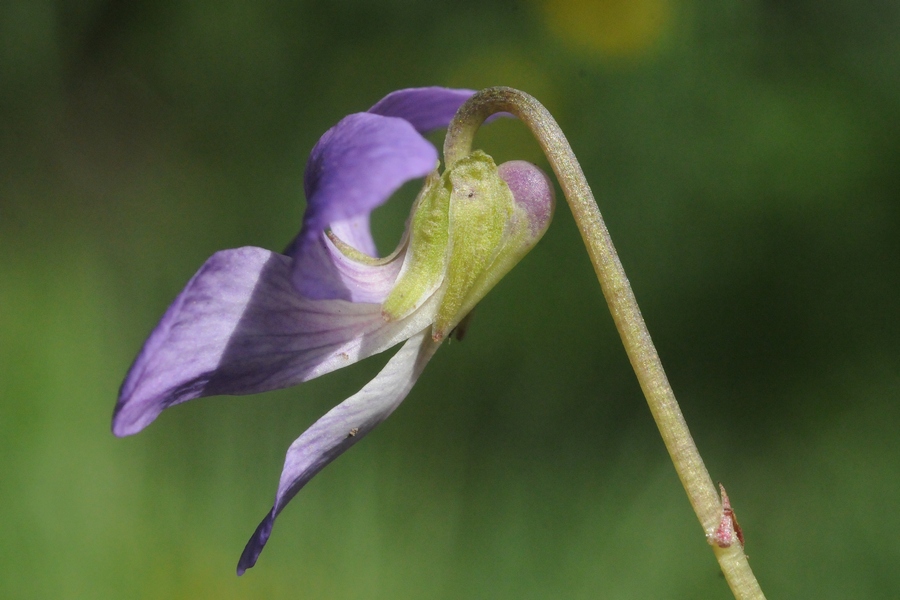 Изображение особи Viola palmata.