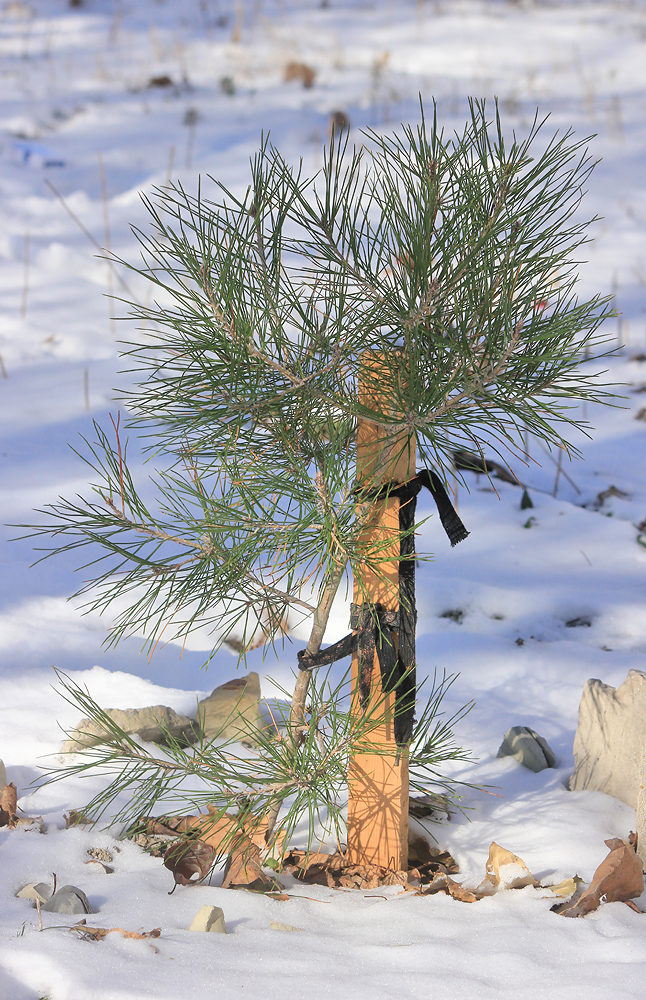 Изображение особи Pinus pityusa.