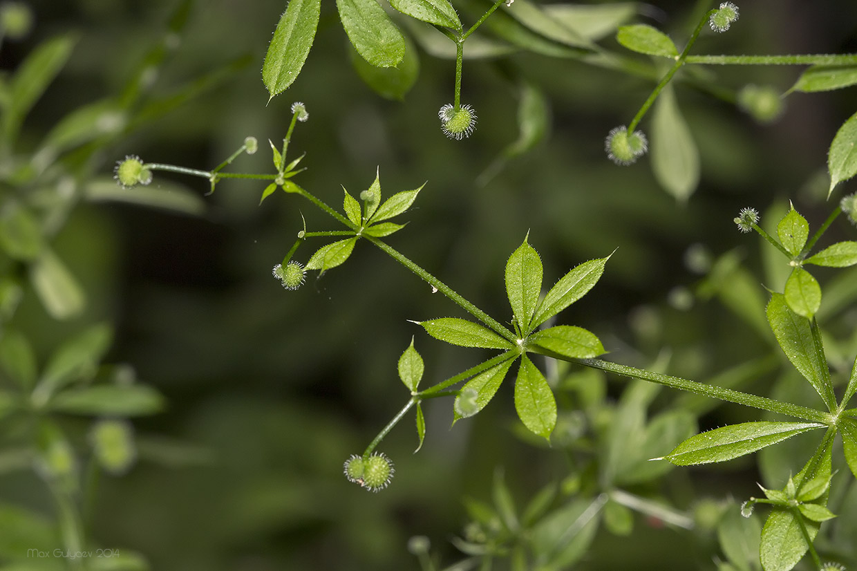 Image of Galium aparine specimen.