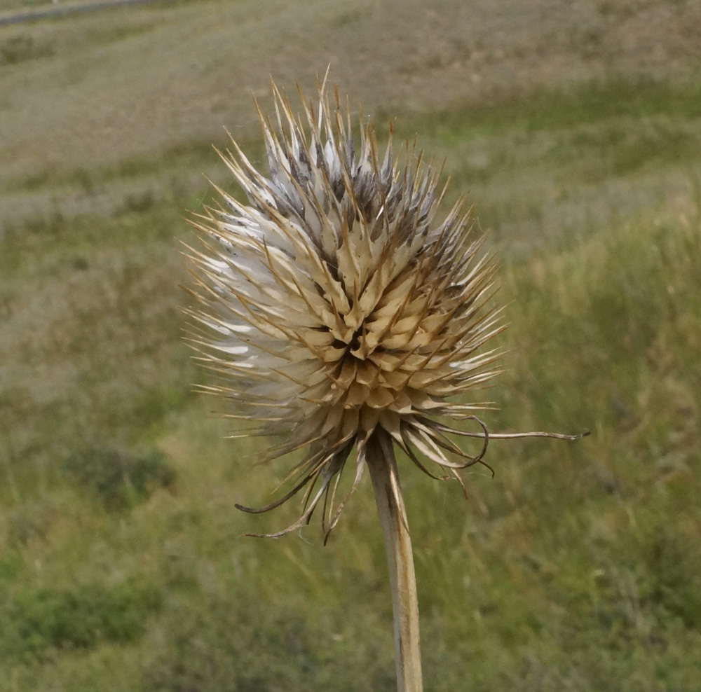 Image of Dipsacus dipsacoides specimen.