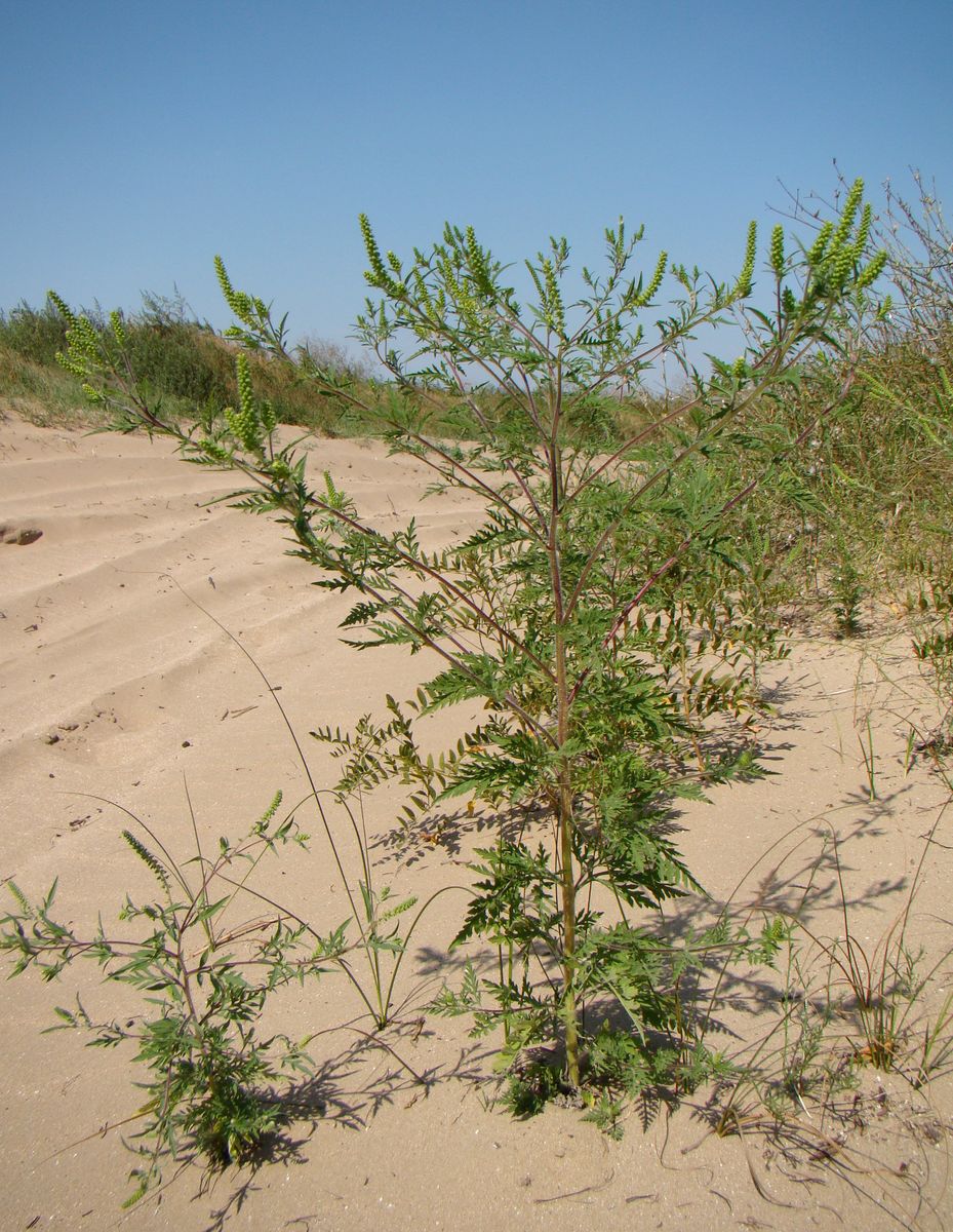 Image of Ambrosia artemisiifolia specimen.