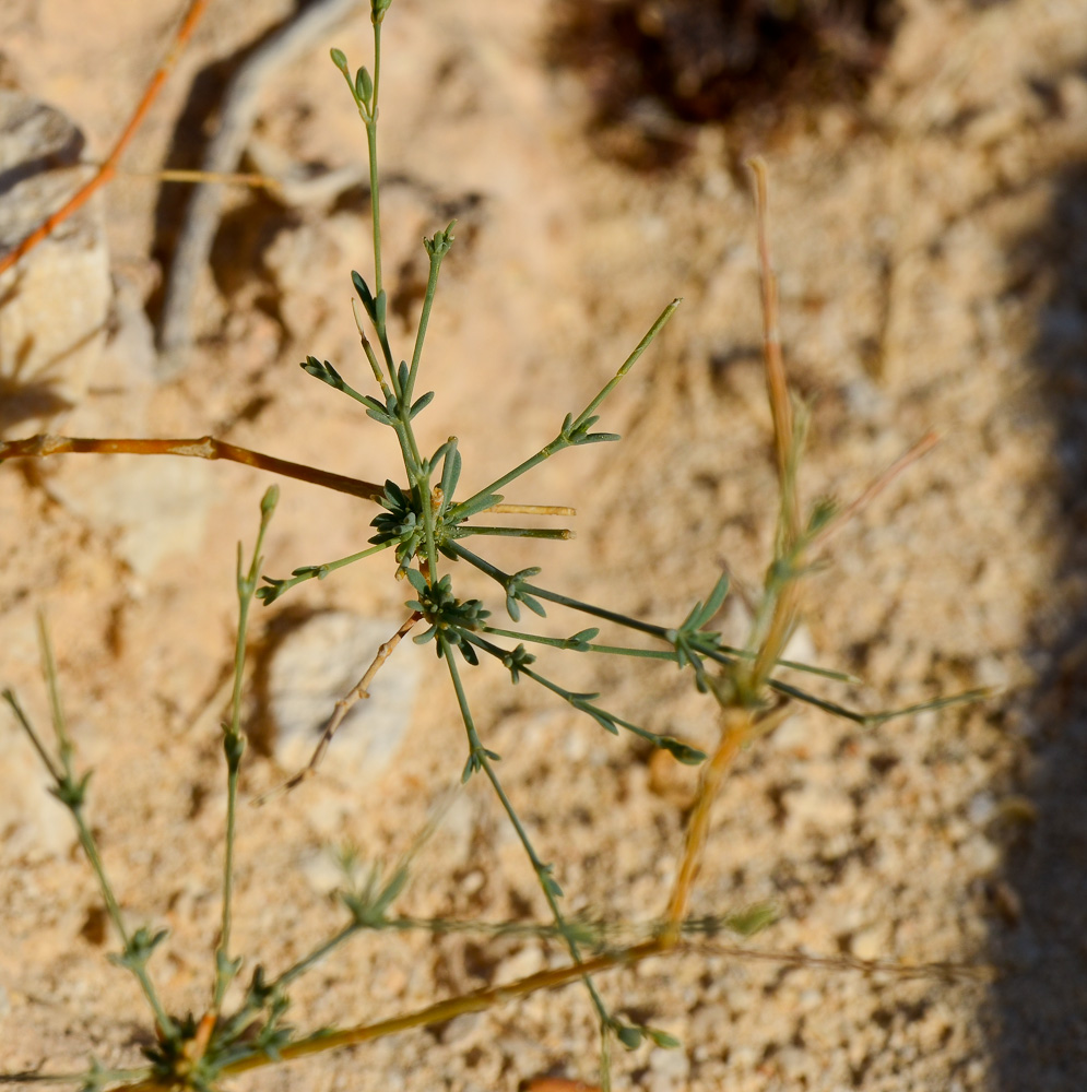 Изображение особи Gypsophila capillaris.