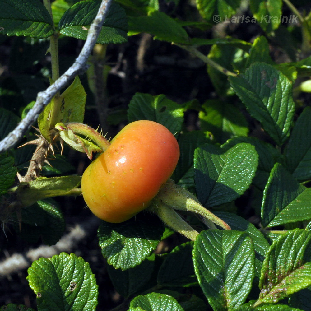 Изображение особи Rosa rugosa.