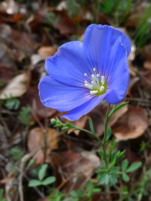 Image of Linum austriacum specimen.