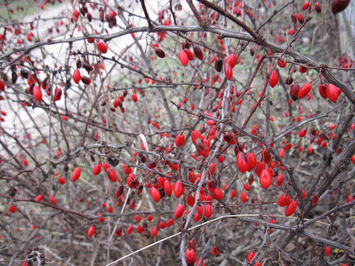 Image of Berberis thunbergii specimen.