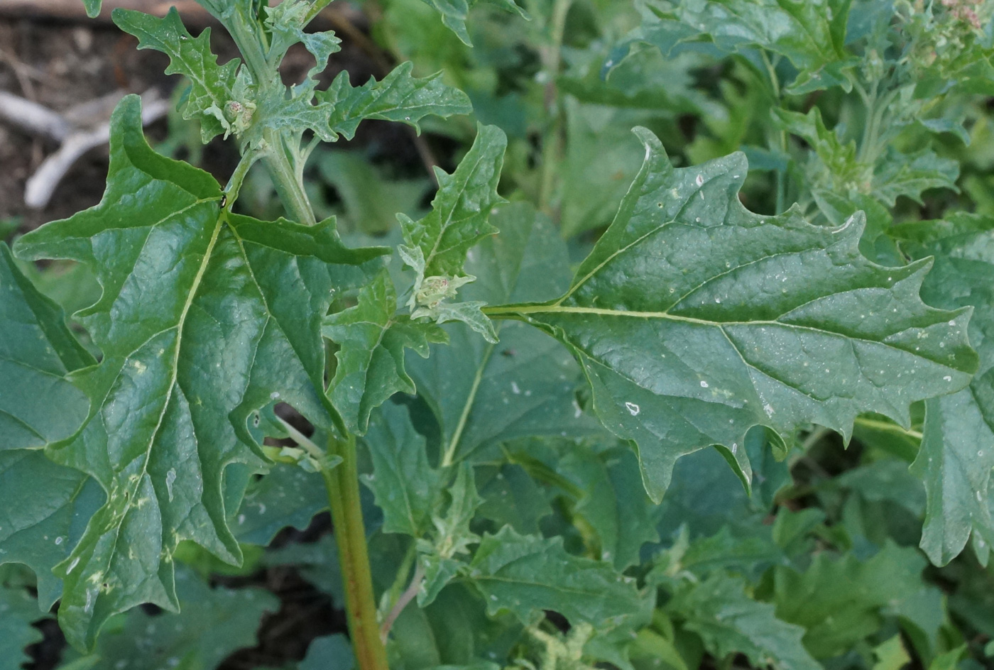 Image of Atriplex tatarica specimen.