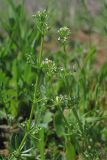 Galium tricornutum. Цветущие и плодоносящие растения. Крым, предгорья, окр. с. Орловка, залежь. 07.05.2016.