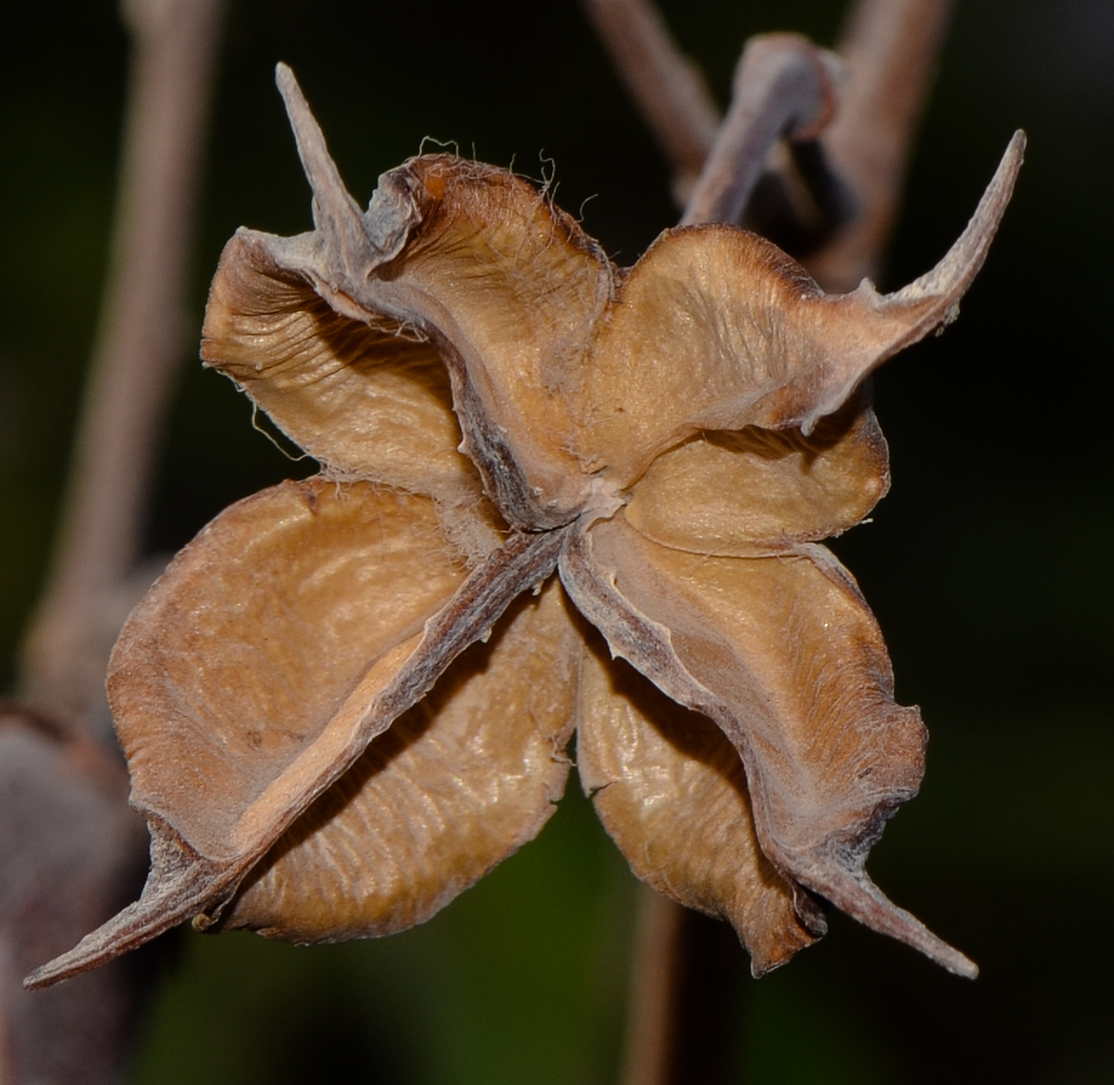 Image of genus Gossypium specimen.