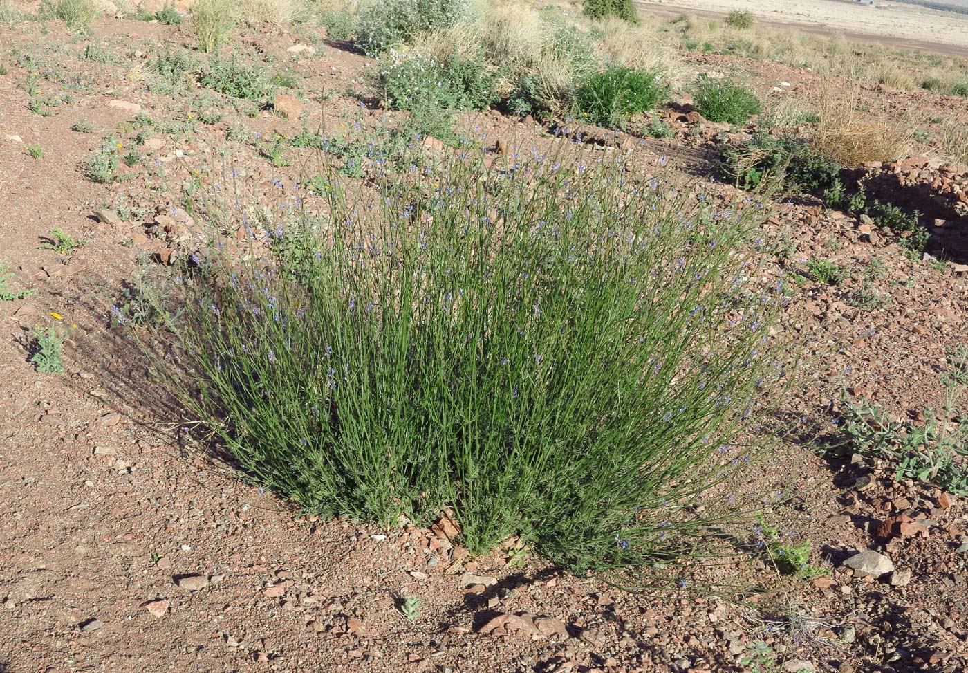 Image of Lavandula coronopifolia specimen.