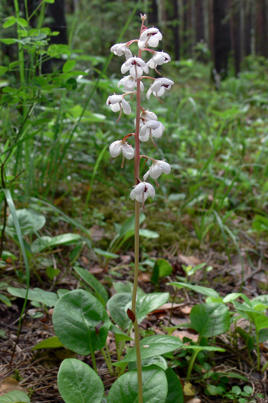 Image of Pyrola rotundifolia specimen.