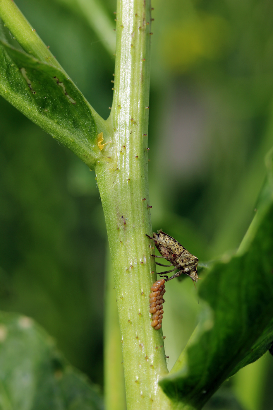 Image of Bunias orientalis specimen.