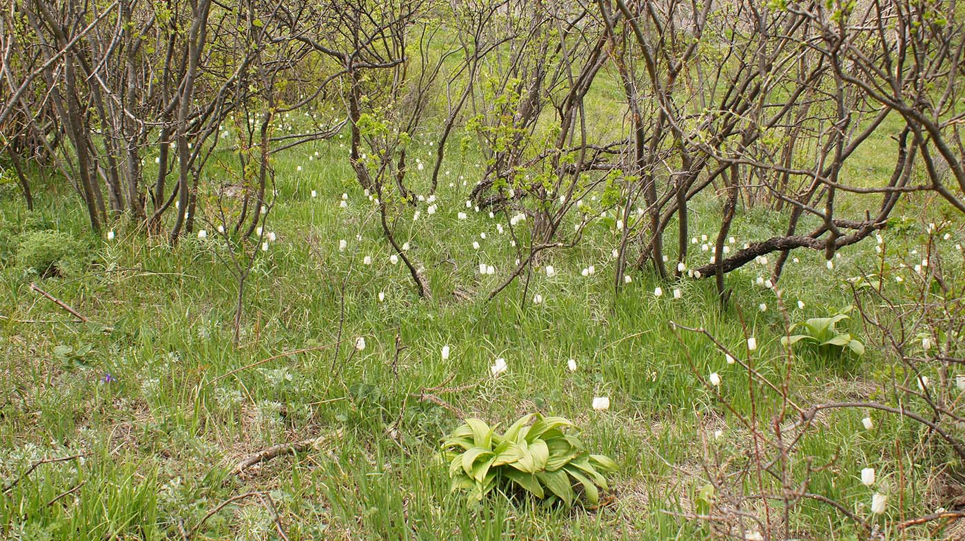 Изображение особи Fritillaria leucantha.