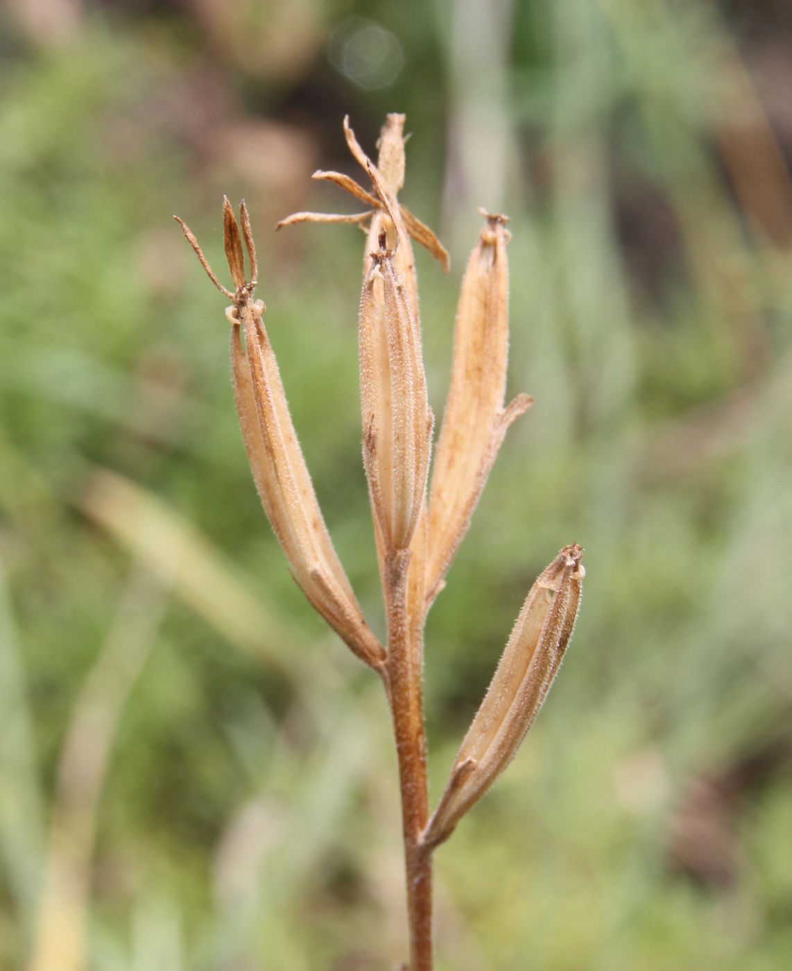 Изображение особи Legousia hybrida.