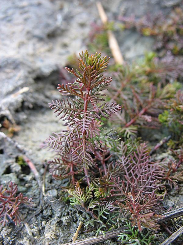 Изображение особи Myriophyllum sibiricum.