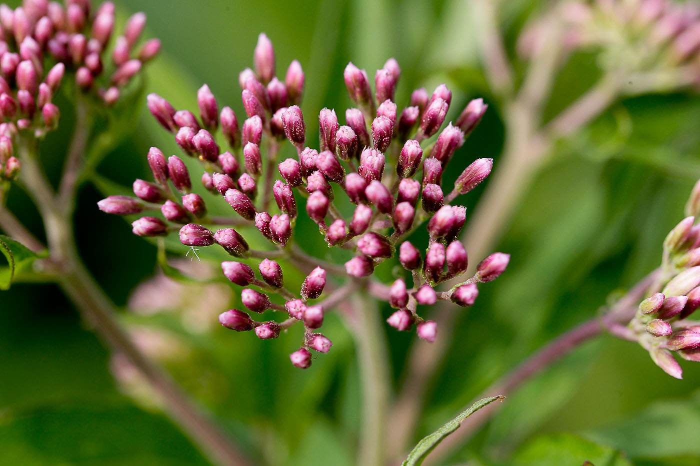 Image of Eupatorium cannabinum specimen.