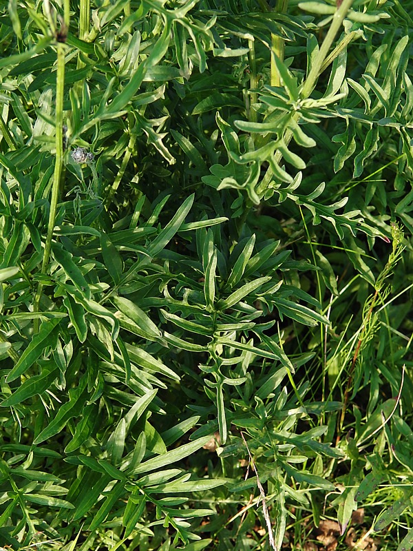 Image of Centaurea scabiosa specimen.