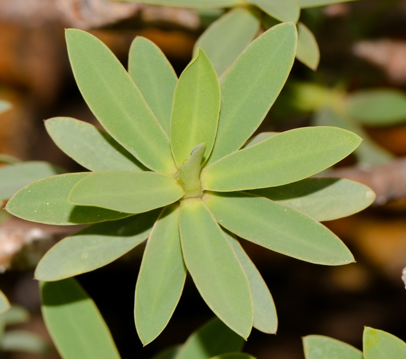 Image of Euphorbia balsamifera specimen.