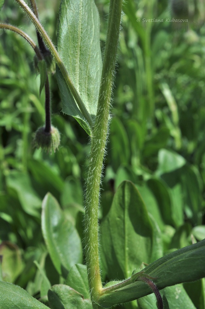 Image of genus Erigeron specimen.