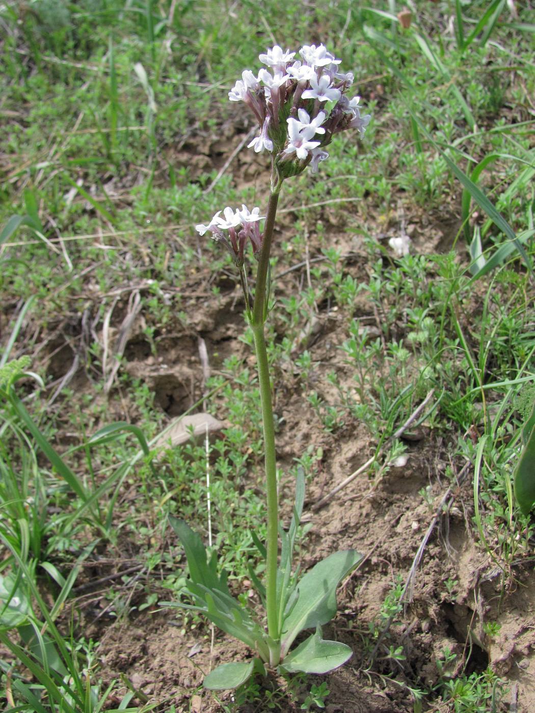 Изображение особи Valeriana chionophila.