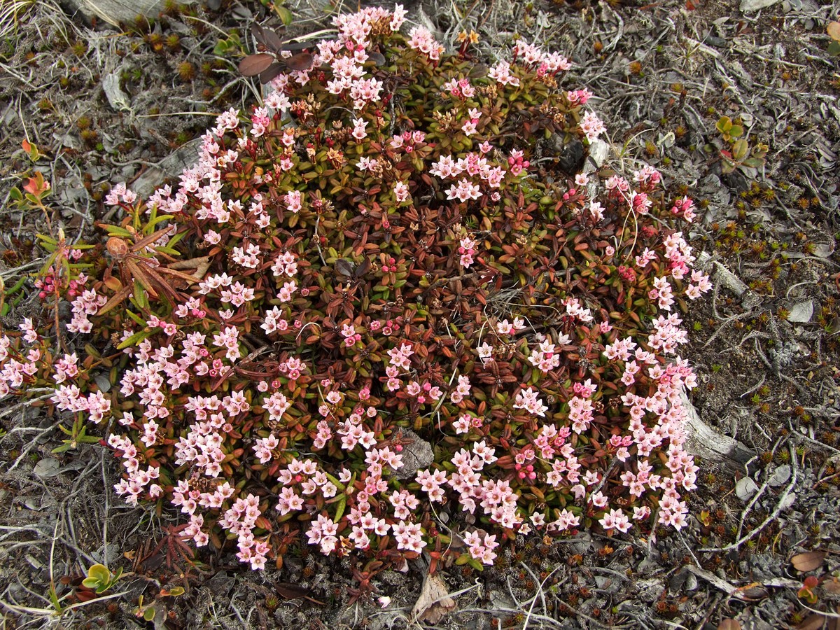 Изображение особи Loiseleuria procumbens.