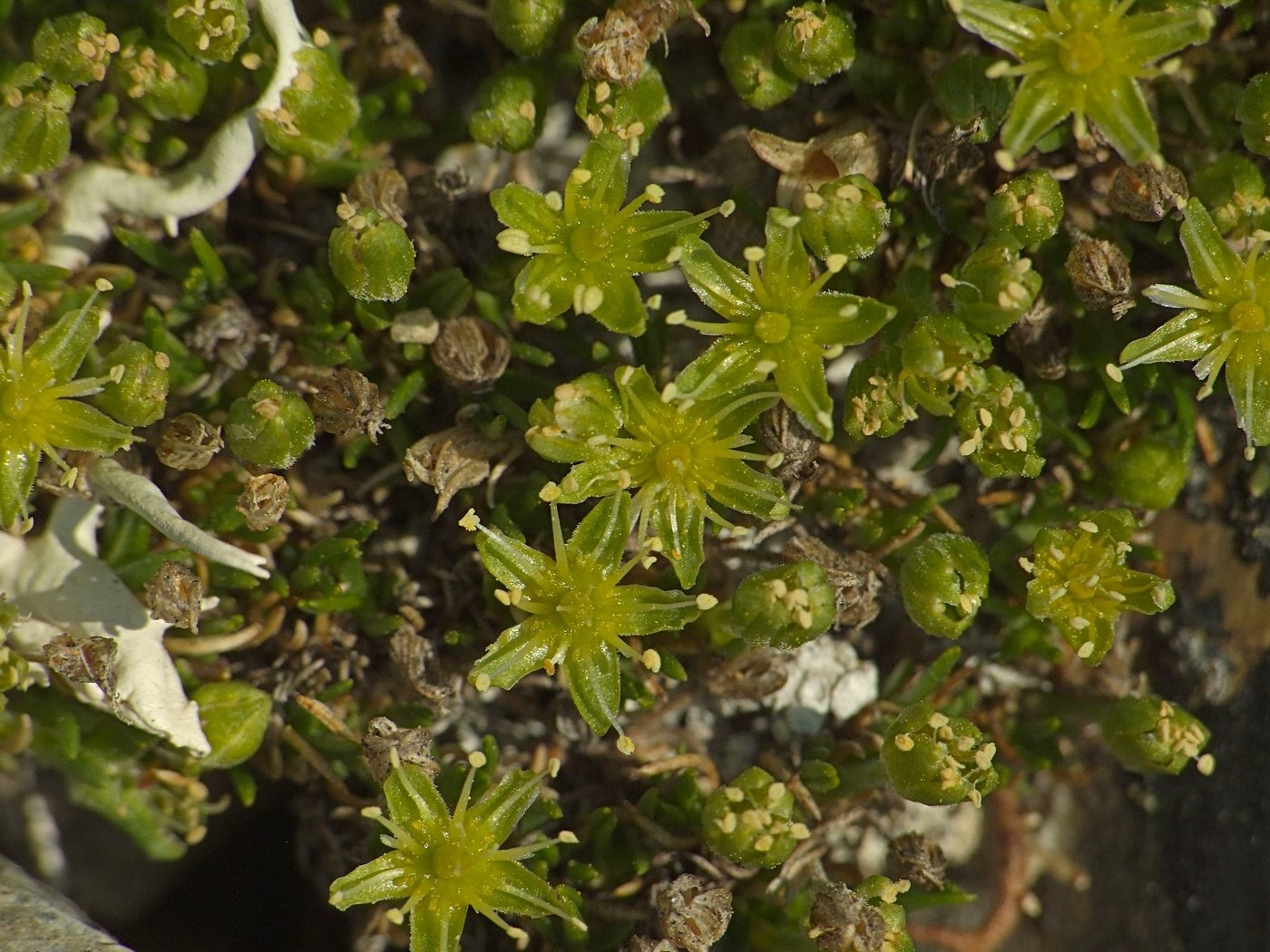 Image of Stellaria sibirica specimen.