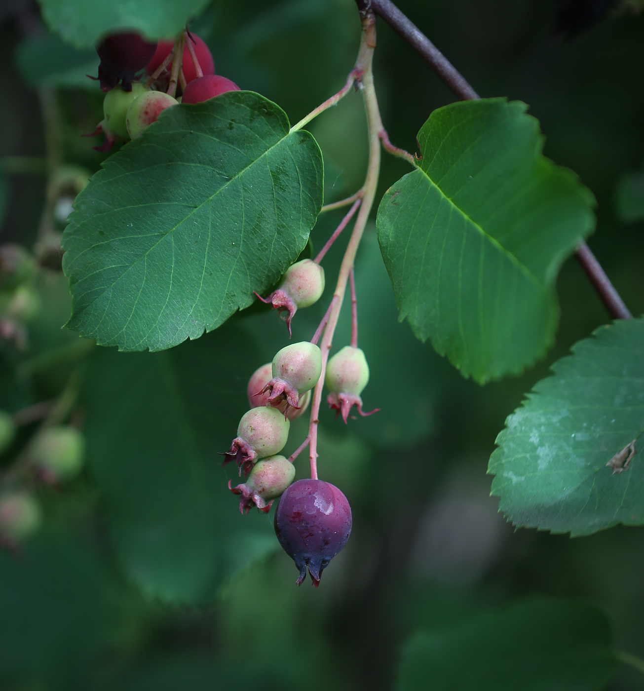 Изображение особи Amelanchier alnifolia.