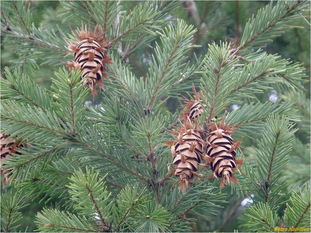 Изображение особи Pseudotsuga menziesii.