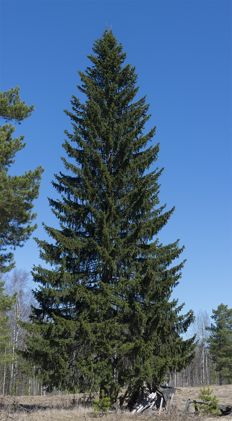 Image of Picea obovata specimen.