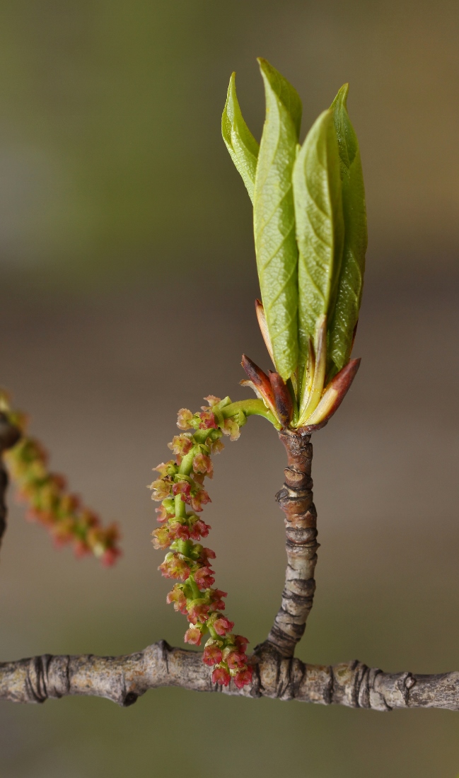 Image of Populus suaveolens specimen.