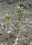 Cerastium holosteoides. Верхушка цветущего и плодоносящего растения. Крым, окр. Судака, южные отроги горы Перчем, русло временного водотока. 18 мая 2017 г.