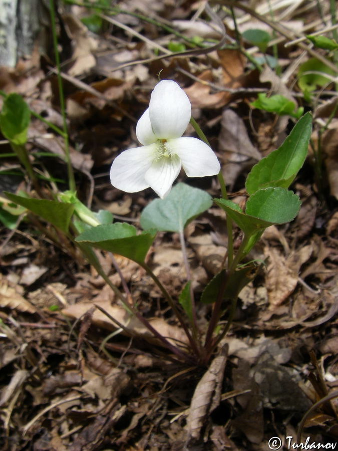 Image of Viola sieheana specimen.