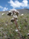 Gypsophila cephalotes