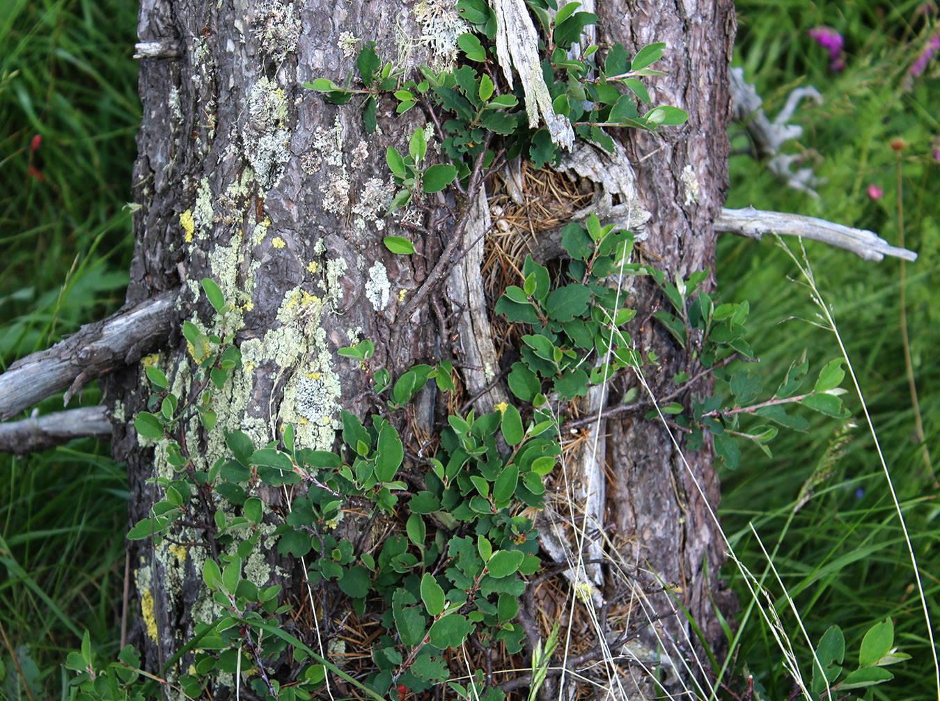 Изображение особи Cotoneaster integerrimus.