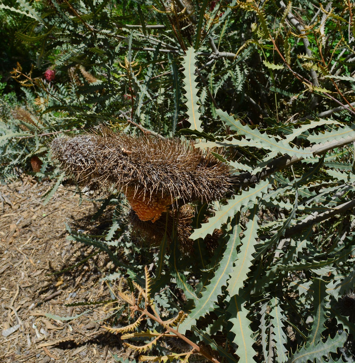 Image of Banksia ashbyi specimen.