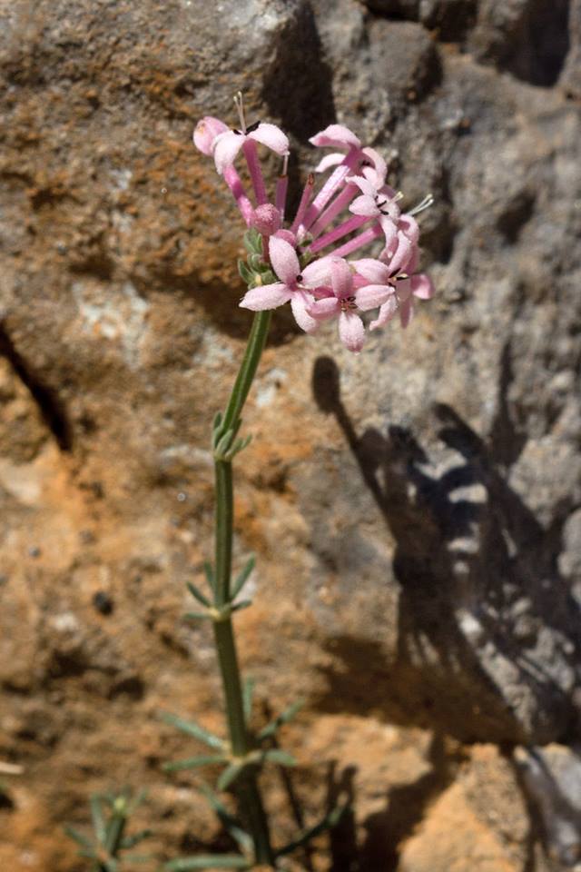 Изображение особи Asperula pubescens.