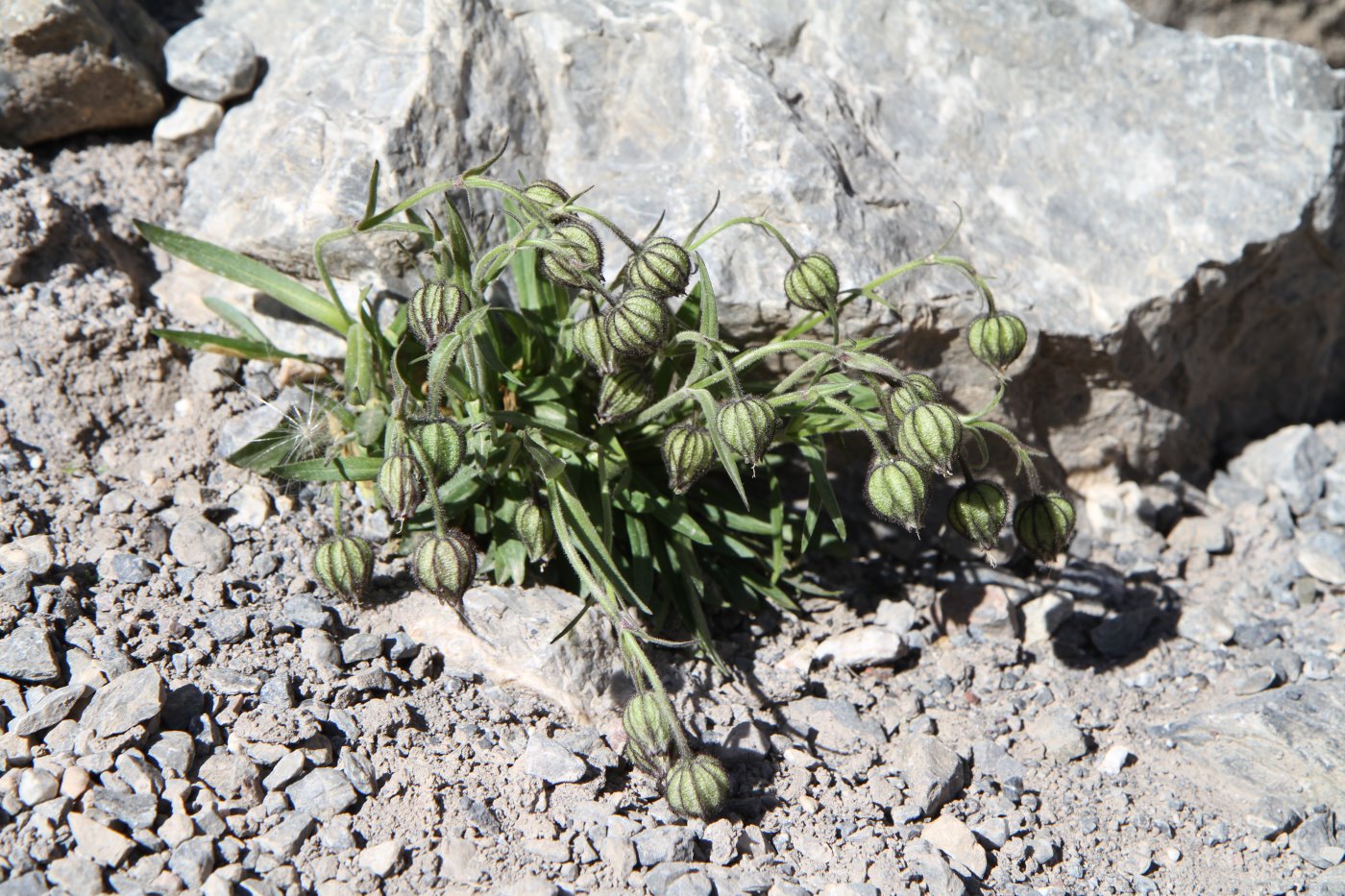 Image of Gastrolychnis gonosperma specimen.