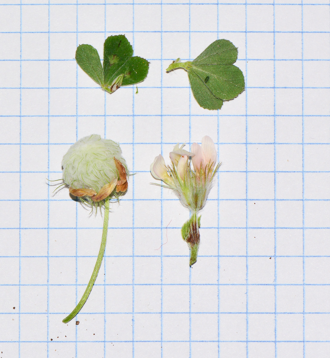 Image of Trifolium eriosphaerum specimen.