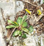 Taraxacum thracicum