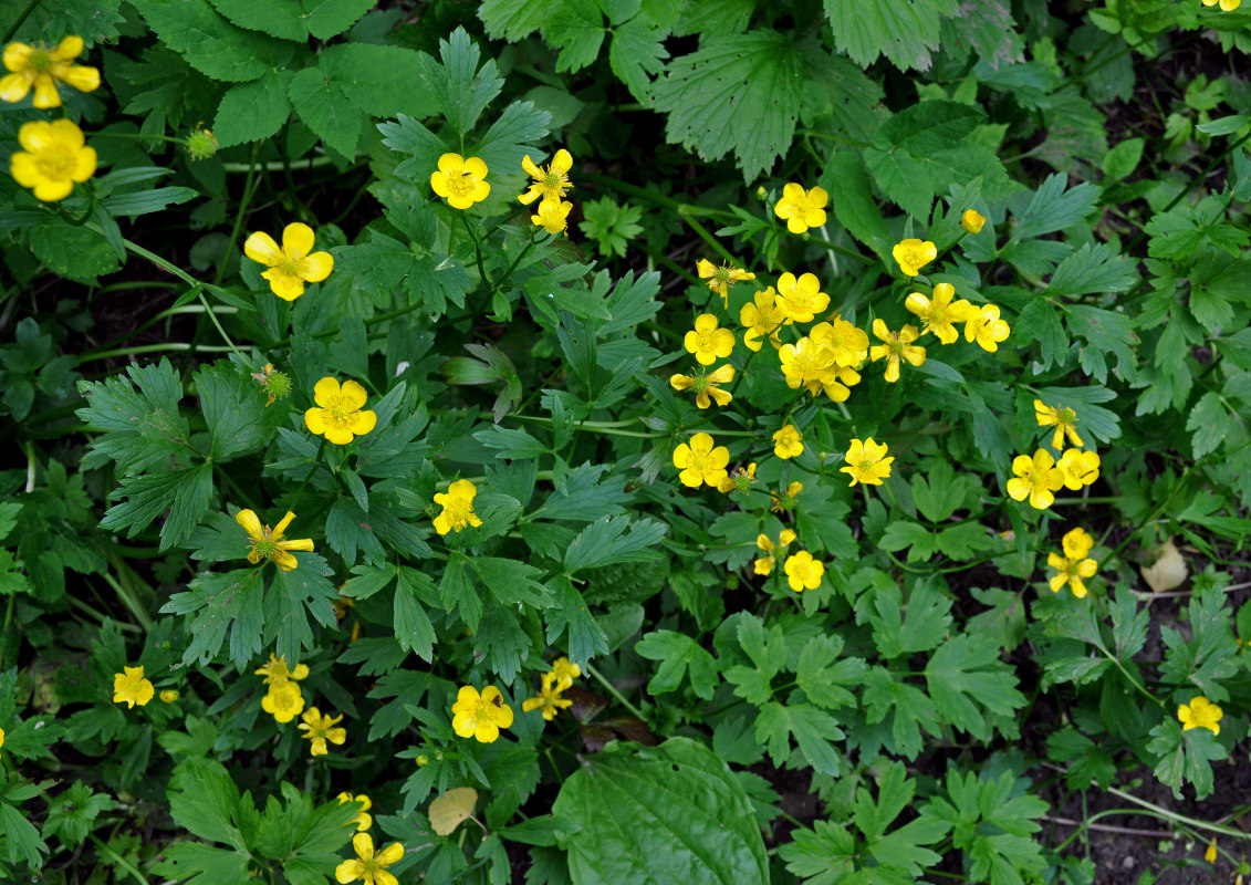 Изображение особи Ranunculus repens.