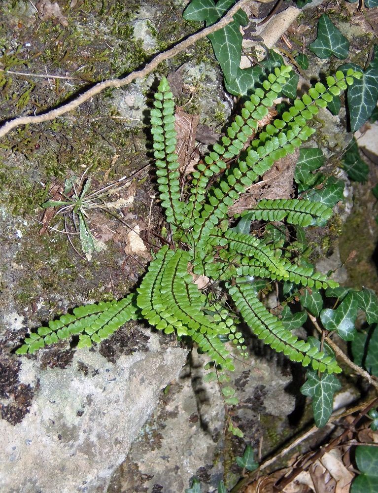 Image of Asplenium trichomanes specimen.