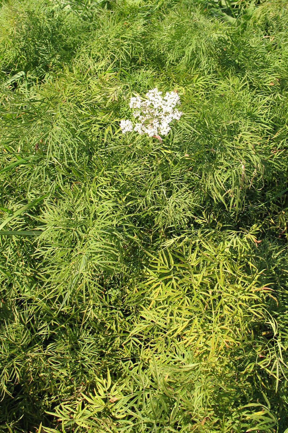 Image of Cenolophium fischeri specimen.