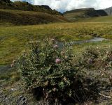 Cirsium pugnax. Цветущее растение. Кабардино-Балкария, верховья р. Малка, ур. Ирахик-Тюз, берег вытекающего из Серебряного источника ручья, ≈ 2550 м н.у.м. 09.09.2018.