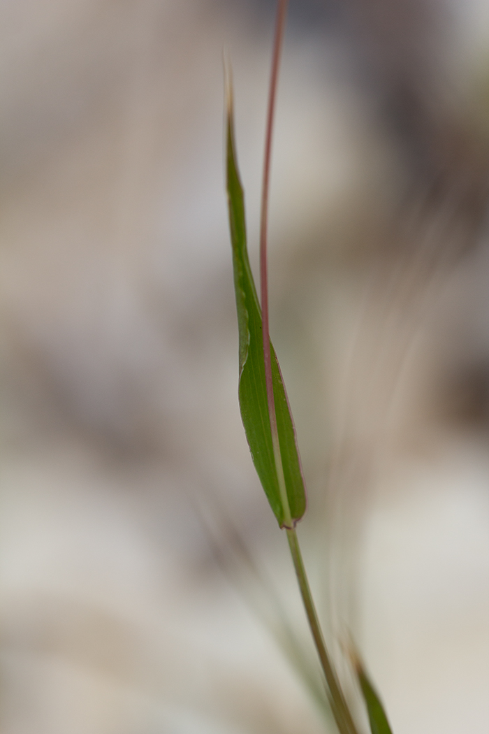 Image of Setaria viridis specimen.